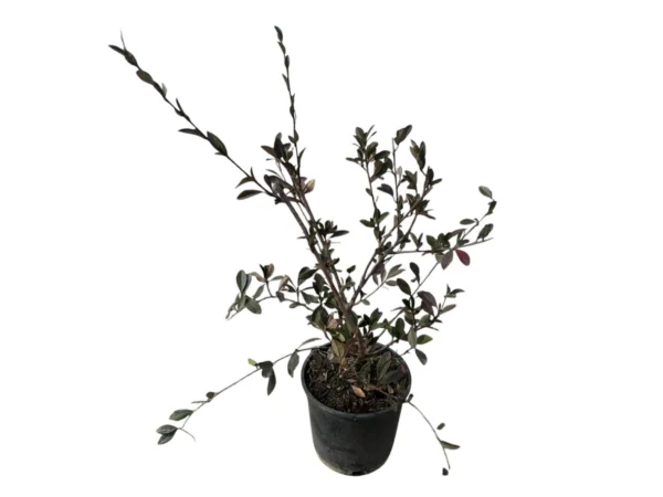 Cotoneaster lactea
