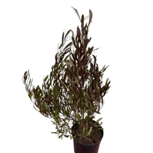 Dodonea viscosa purpurea