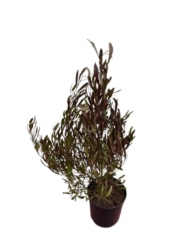 Dodonea viscosa purpurea