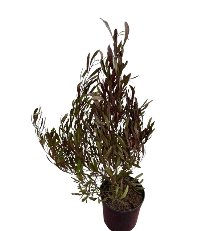 Dodonea viscosa purpurea