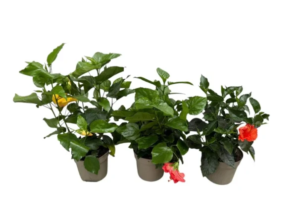 Hibiscus (color surtido)