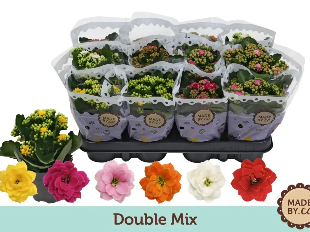 Kalanchoe