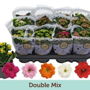 Kalanchoe