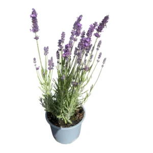 Lavandula angustifolia