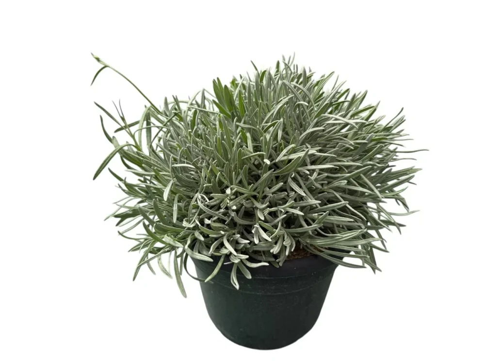 Lavanda angustifolia maceta 10 litros