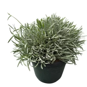 Lavanda angustifolia maceta 10 litros