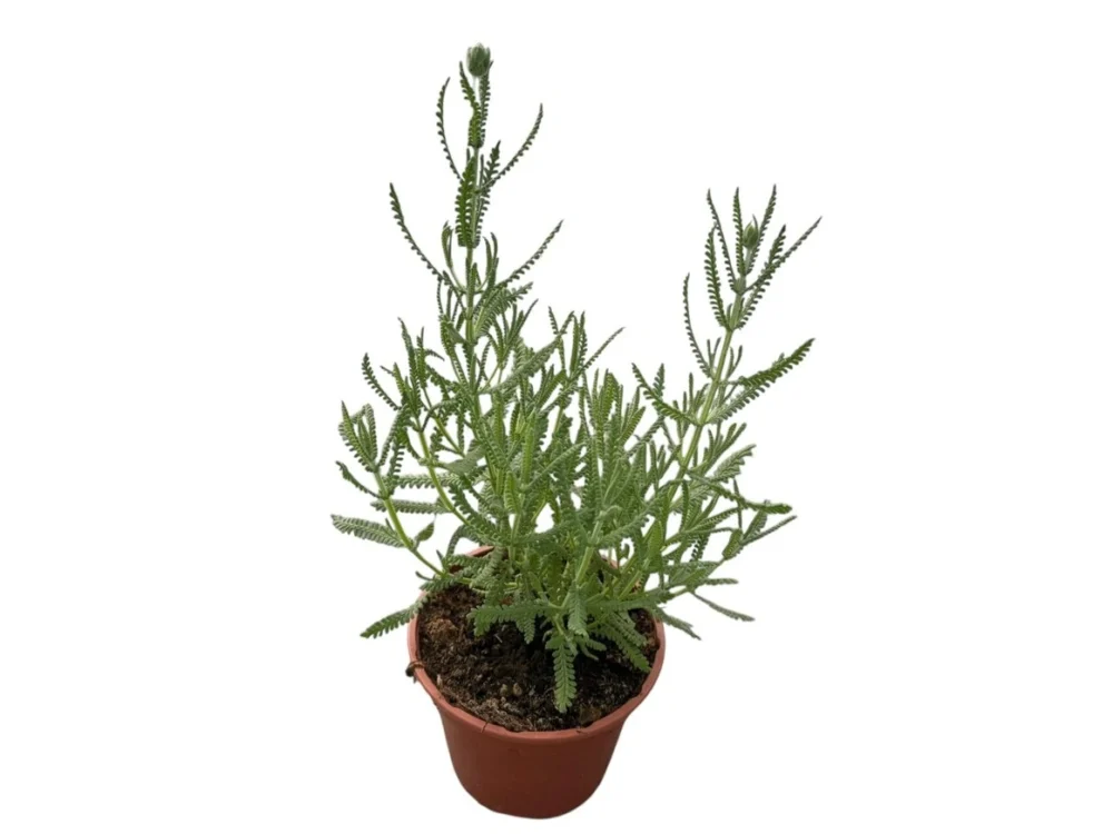 Lavanda dentata