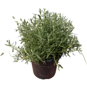 Lavanda dentata maceta 10 litros