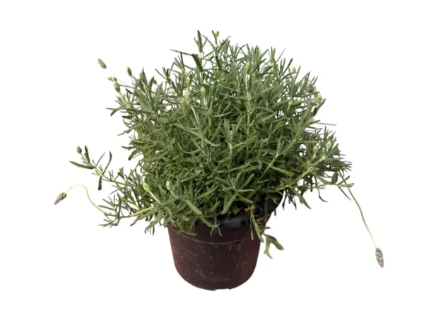 Lavanda dentata maceta 10 litros