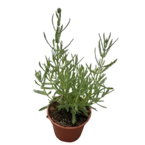 Lavanda dentata