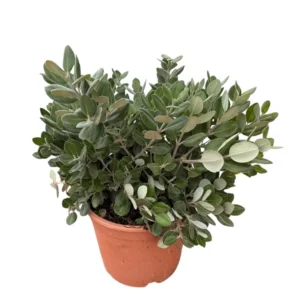 Metrosidero excelsa