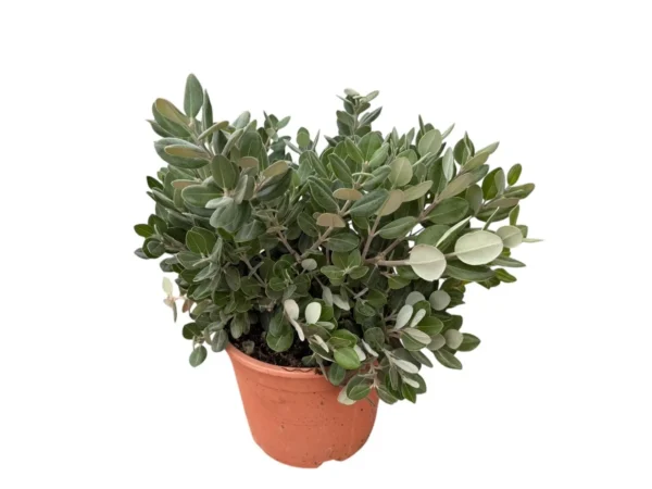 Metrosidero excelsa