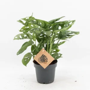 Monstera monkey