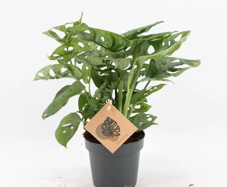 Monstera monkey