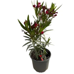 Nerium orleander (Adelfa)