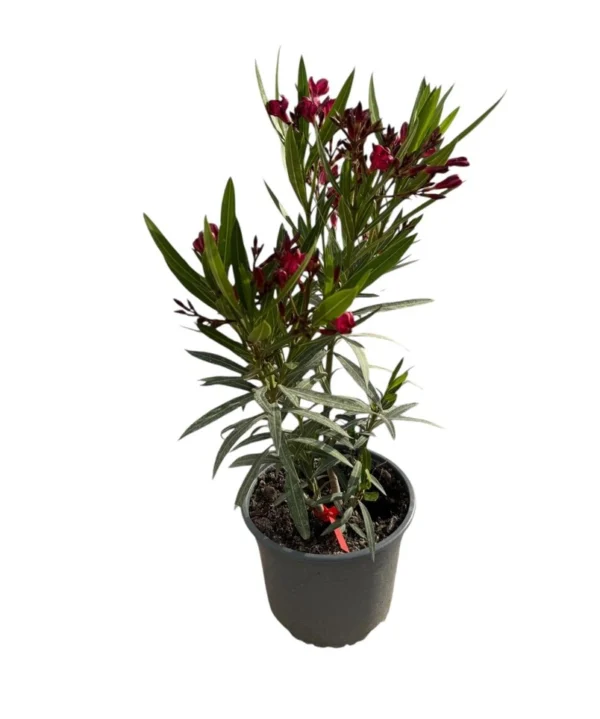 Nerium orleander (Adelfa)