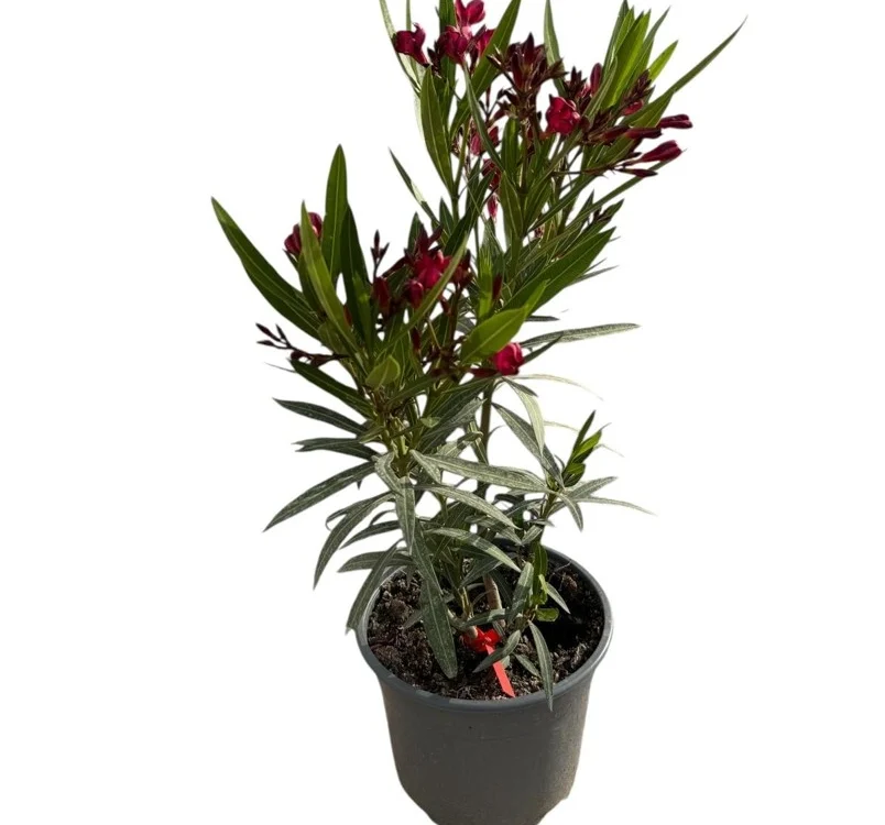 Nerium orleander (Adelfa)