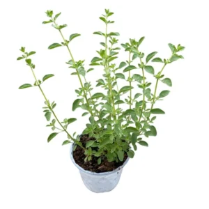 Oregano