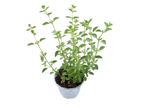 Oregano