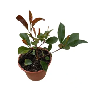 Photinia red robin 5 litros