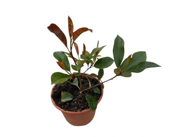 Photinia red robin