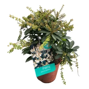 Pieris japonica