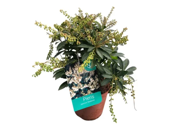 Pieris japonica