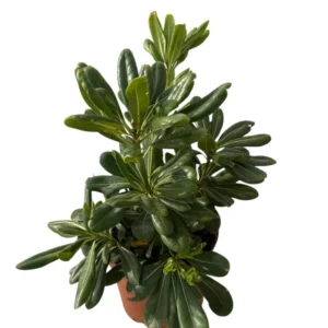Pittosporum tobira