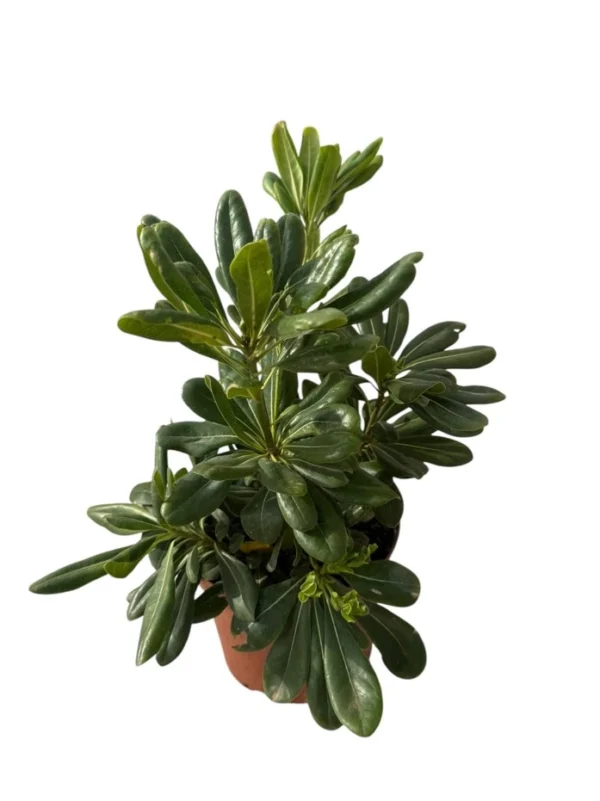 Pittosporum tobira