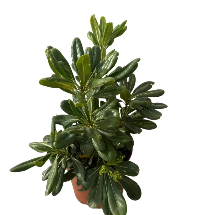 Pittosporum tobira