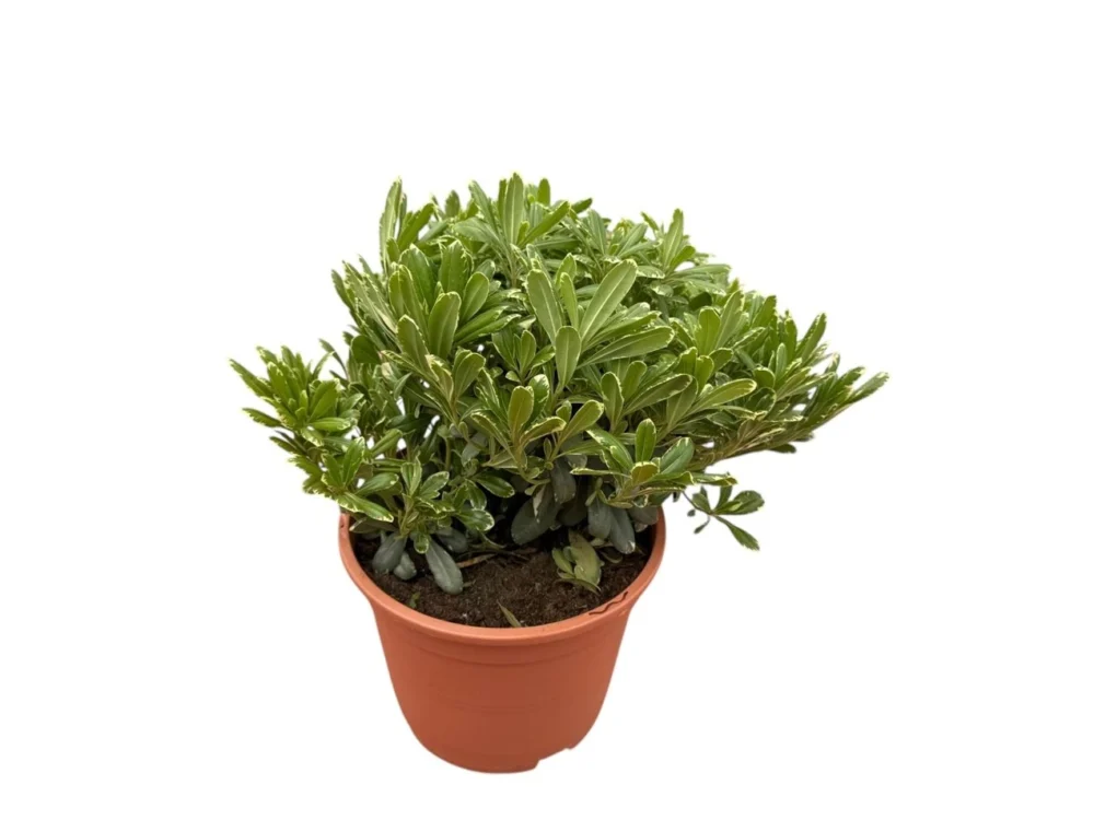 Pittosporum tobira nana variegata