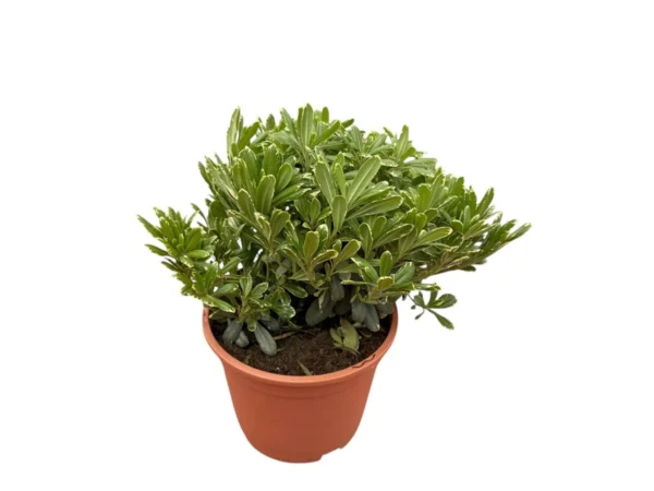 Pittosporum tobira nana variegata