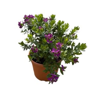 Polygala myrtifolia