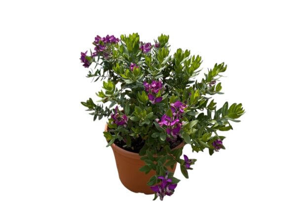 Polygala myrtifolia