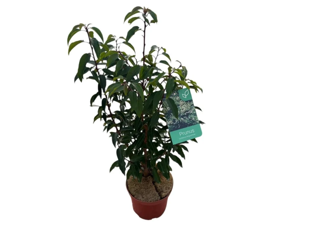 Prunus lusitanica