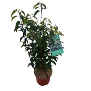Prunus lusitanica