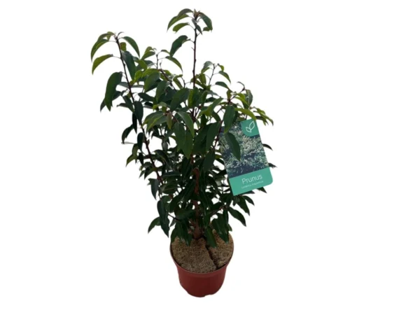 Prunus lusitanica