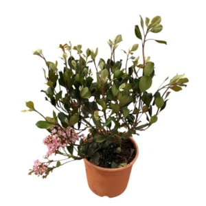 Raphiolepis springtime