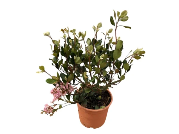 Raphiolepis springtime
