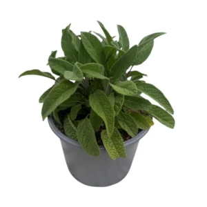 Salvia