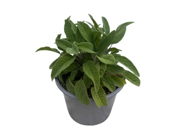 Salvia