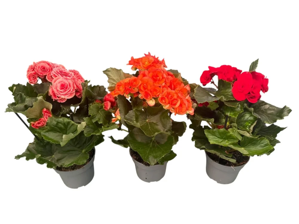 Begonia elatior