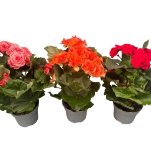 Begonia elatior