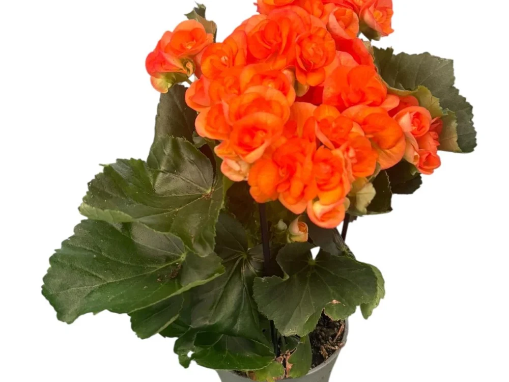 Begonia elatior - Imagen 2