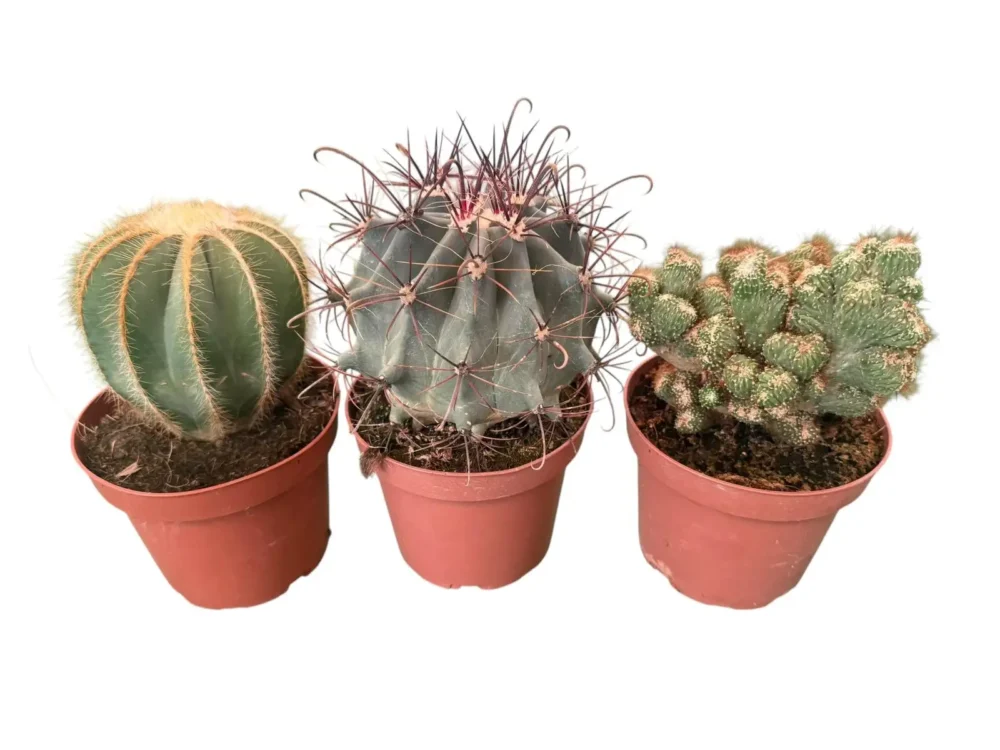 Cactus maceta 13cm