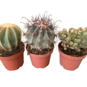 Cactus maceta 13cm