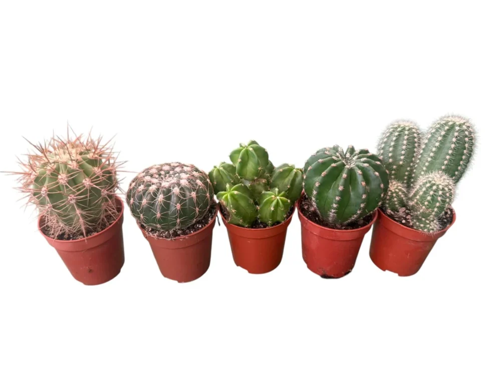 Cactus maceta 5,5cm