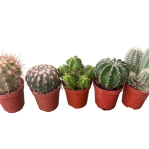 Cactus maceta 5,5cm