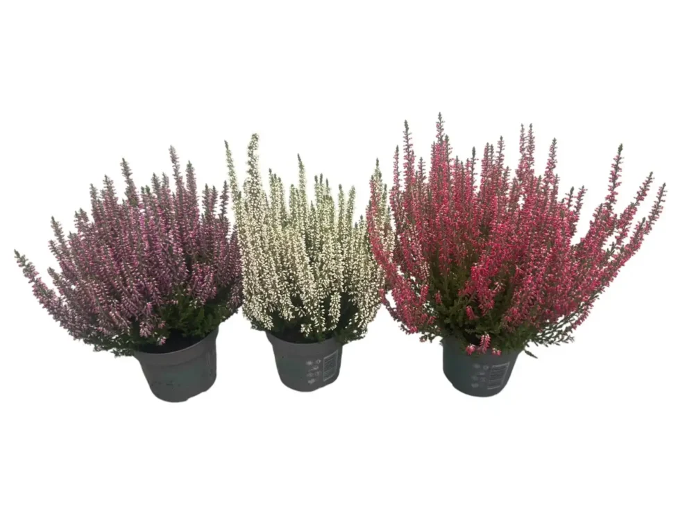 Calluna