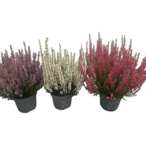 Calluna